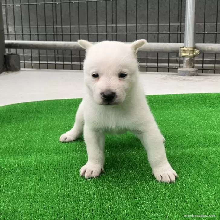 ID:2409-00743の子犬