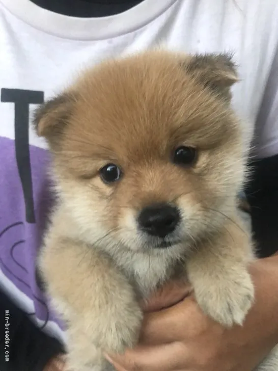 ID:2108-00923の子犬