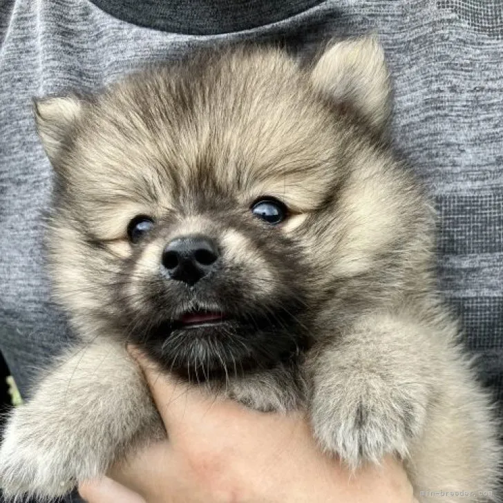 ID:2307-00664の子犬