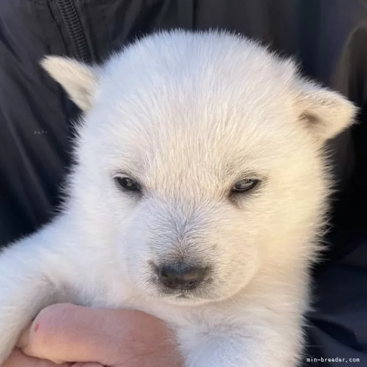 ID：2402-02022の子犬
