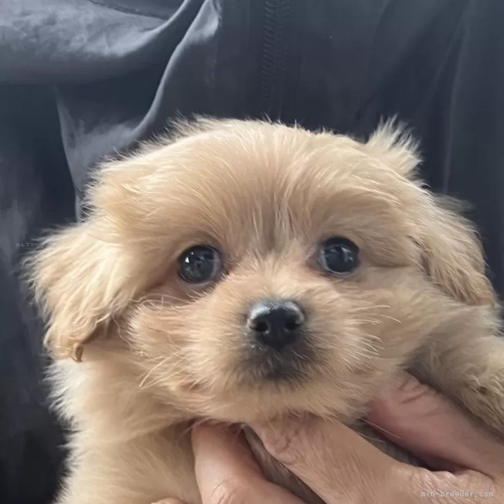 ID：2410-04246の子犬