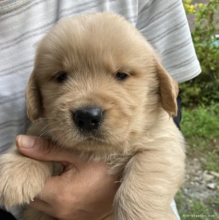 ID：2308-00448の子犬