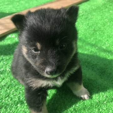 柴犬(標準サイズ)【福島県・男の子・2022年2月17日・黒柴】の写真「お父さん豆柴の赤のカイト
今は狸顔です。」