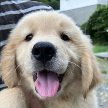 ゴールデンレトリバー【福島県・男の子・2023年7月9日・ゴールド】の写真「まんまるお顔の男の子です。」