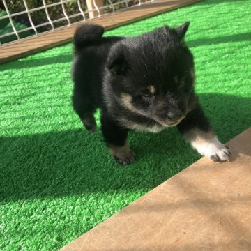 柴犬(豆柴)【福島県・女の子・2022年2月14日・黒褐色】の写真「豆柴チャンピオン犬のお父さん
狸顔のお母さん」