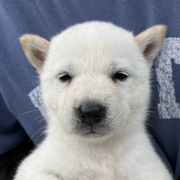 北海道犬【福島県・男の子・2023年6月19日・白】の写真「1番大きな　男の子です。」
