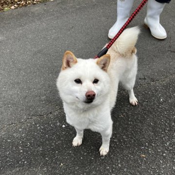 柴犬(豆柴)【福島県・男の子・2022年2月14日・白】の写真「大人しくて人懐こい男の子です。」