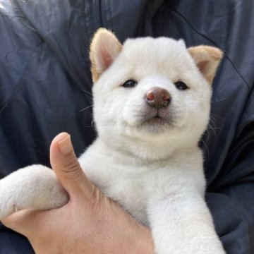 柴犬(豆柴)【福島県・女の子・2023年8月25日・白】の写真「まんまるお顔の白豆の女の子です。」