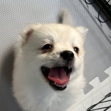 ミックス(チワワ×スピッツ)【福島県・男の子・2023年6月17日・クリーム】の写真「小さなミックス犬の男の子です。」