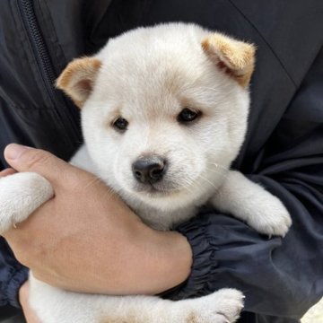 柴犬(豆柴)【福島県・男の子・2023年8月25日・白】の写真「今は女の子よりも小さいです。」
