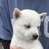 北海道犬【福島県・男の子・2023年6月19日・白】の写真1「北海道犬　5兄妹の男の子です。本日撮影」