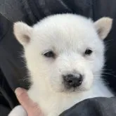 北海道犬【福島県・女の子・2022年11月26日・白】の写真1「耳まで真っ白な女の子です」