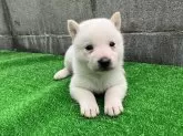 北海道犬【福島県・男の子・2024年8月7日・白】の写真3