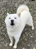 北海道犬【福島県・女の子・2022年11月26日・白】の写真4「この仔犬のお父さん人懐こいので誰でも触れます。」