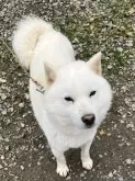 北海道犬【福島県・男の子・2024年8月7日・白】の写真4「仔犬のお父さんです。」
