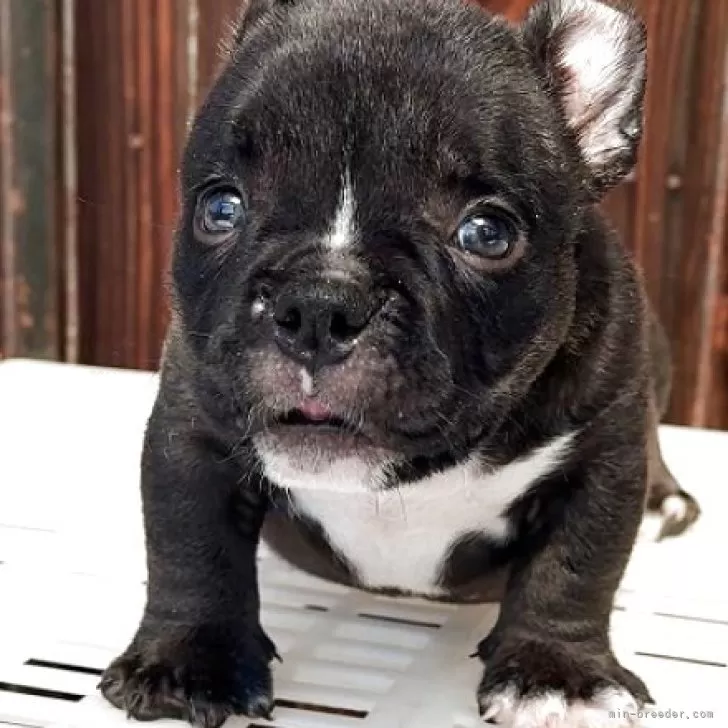 ID：2509-00822の子犬