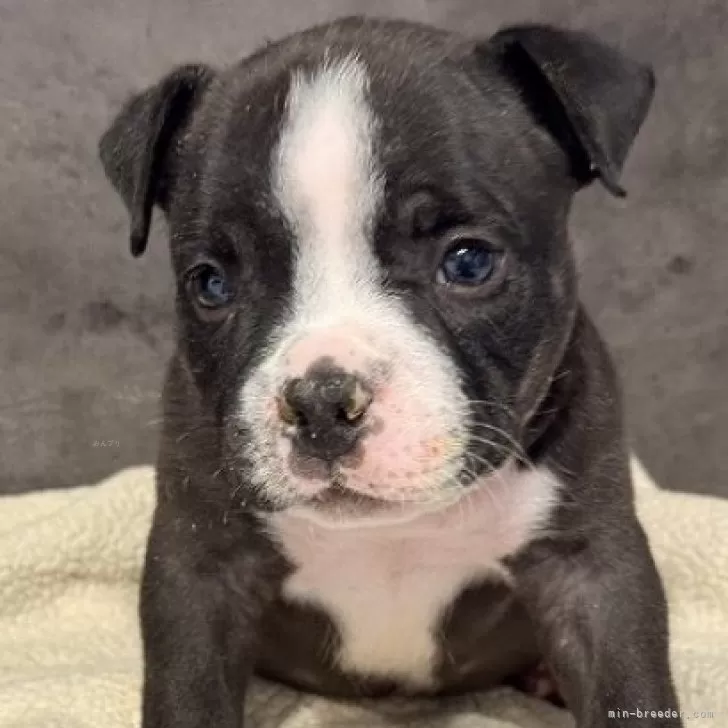 ID:2503-06631の子犬