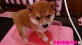 豆柴【兵庫県・男の子・2021年10月2日・赤色】の写真3「日課の体重測定中の次男ちゃん🐕」