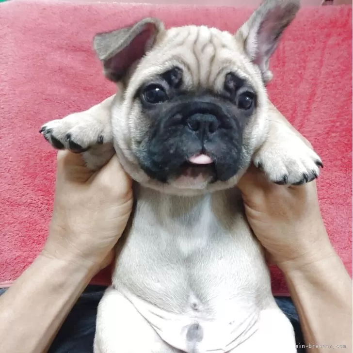 ID:2506-05364の子犬
