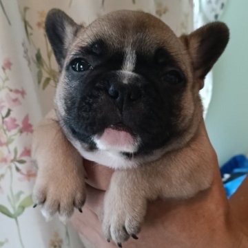 フレンチブルドッグ【沖縄県・男の子・2025年9月21日・フォーン】の写真「活発な男の子★」