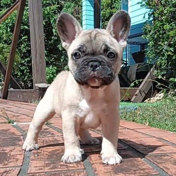 フレンチブルドッグ【沖縄県・男の子・2025年9月21日・フォーン】の写真「元気で活発な男の子」