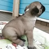 フレンチブルドッグ【沖縄県・男の子・2025年9月21日・フォーン】の写真6