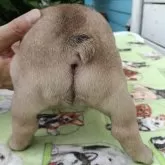 フレンチブルドッグ【沖縄県・男の子・2025年9月21日・フォーン】の写真8