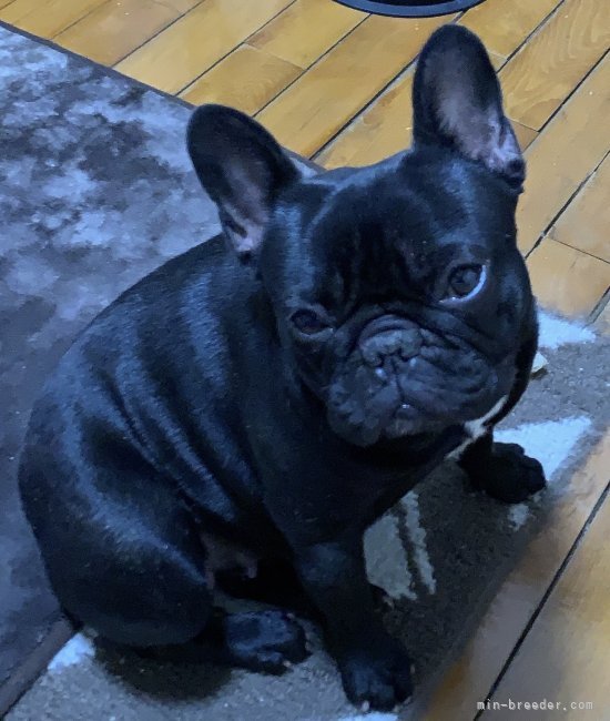 田邉正章ブリーダー