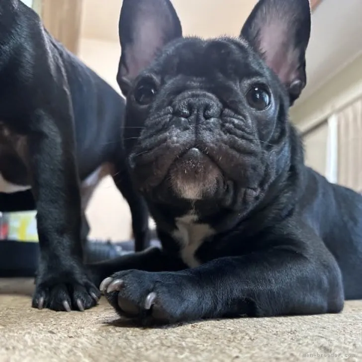 らい 様のお迎えした子犬