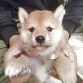 柴犬(標準サイズ)
