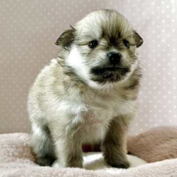 ポメラニアン【長野県・女の子・2026年1月16日・クリームセーブル】の写真「おっとりさん🎶」