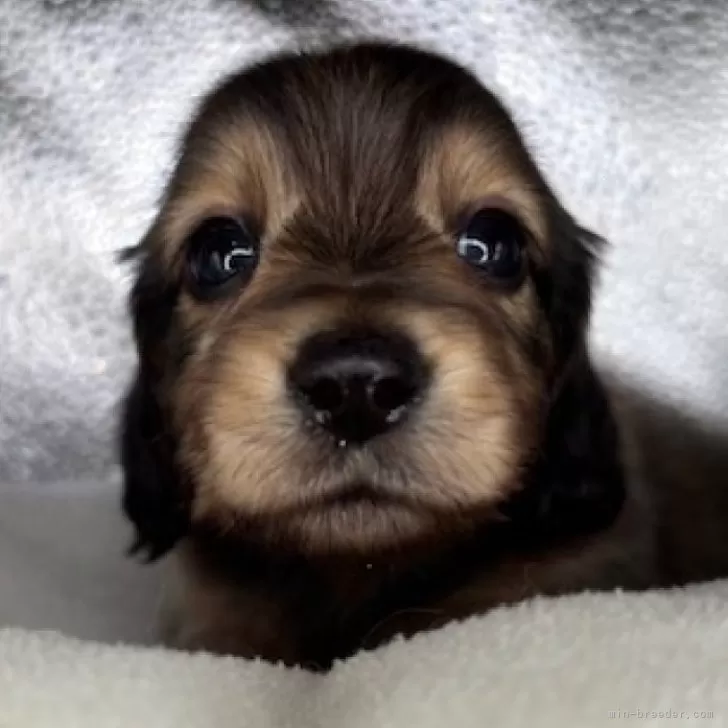 ID:2501-06954の子犬