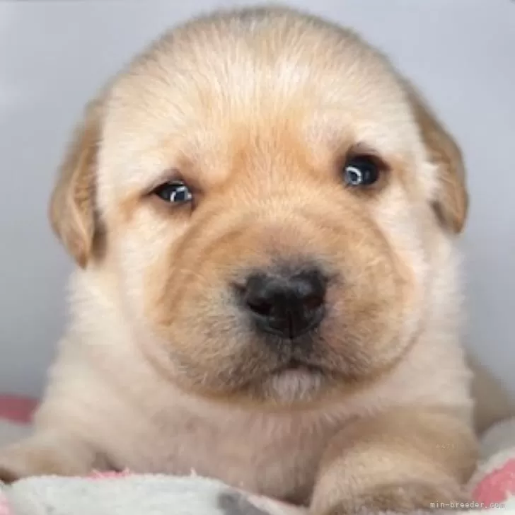ID：2508-00776の子犬