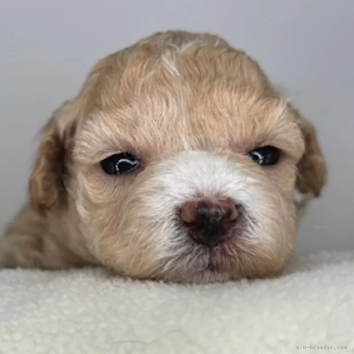 マルプー(トイプードル×マルチーズ)【福島県・女の子・2025年11月18日・クリーム】の写真1