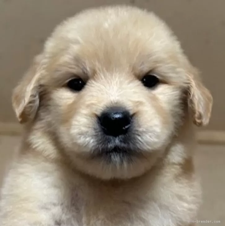 さっく 様のお迎えした子犬