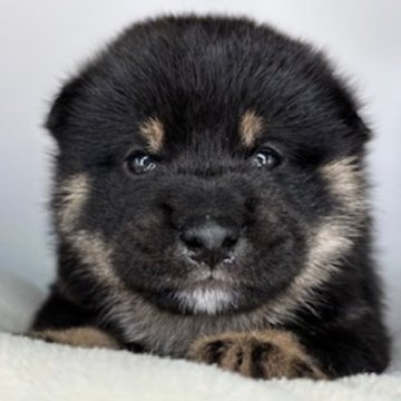 柴犬(豆柴)【福島県・男の子・2025年7月5日・黒】の写真「凛々しいイケメンくん🩵」