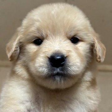 ゴールデンレトリバー【福島県・女の子・2025年7月28日・ゴールデン】の写真「小ぶりで可愛らしい女の子🩷」