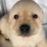 ラブラドールレトリバー