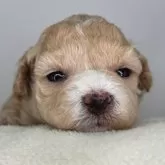 マルプー(トイプードル×マルチーズ)【福島県・女の子・2025年11月18日・クリーム】の写真1