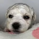 ビションフリーゼ