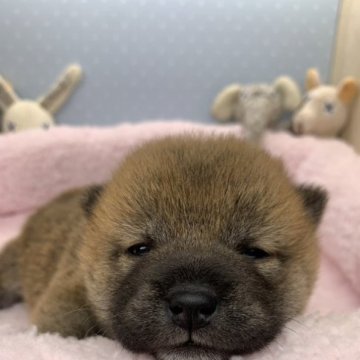 柴犬(豆柴)【福島県・女の子・2023年3月7日・赤】の写真「両親豆柴認定犬です😆」