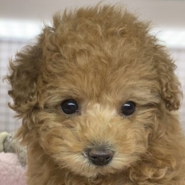 トイプードル(タイニー)【福島県・女の子・2023年1月21日・レッド】の写真「小さく可愛い女の子です。」