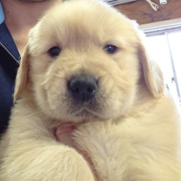 ゴールデンレトリバー【福島県・男の子・2022年12月10日・ゴールデン】の写真「モフモフで可愛い男の子です😆」