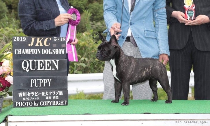 山下　徳也(やました　とくや)ブリーダー(愛知県・フレンチブルドッグなど・JKC登録)の紹介写真5