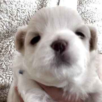 マルチーズ【滋賀県・男の子・2025年11月25日・ホワイト】の写真「可愛い長男くん🐶」