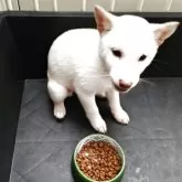 豆柴【熊本県・女の子・2024年12月22日・白】の写真3