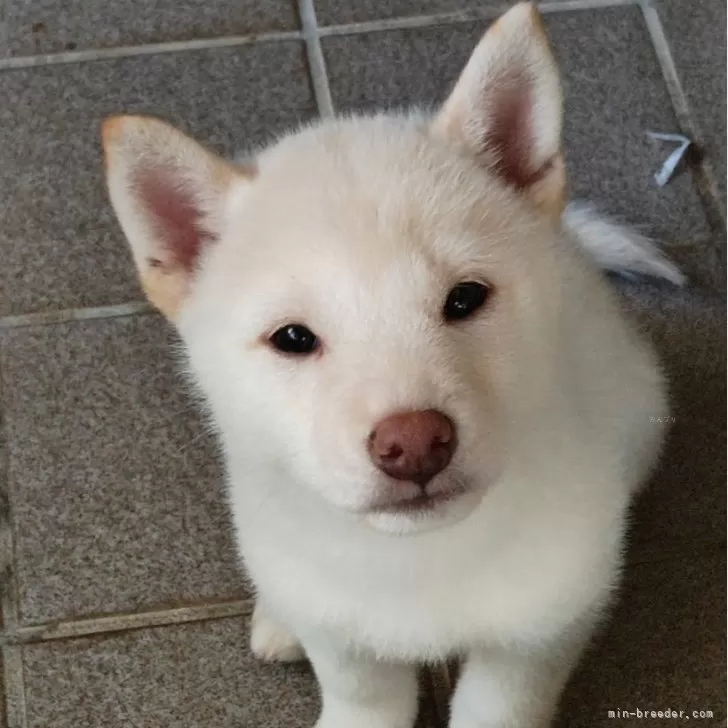 ID：2411-00668の子犬