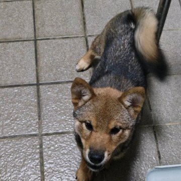 豆柴【熊本県・女の子・2025年6月24日・胡麻】の写真「ちびっこ胡麻豆柴ちゃん」