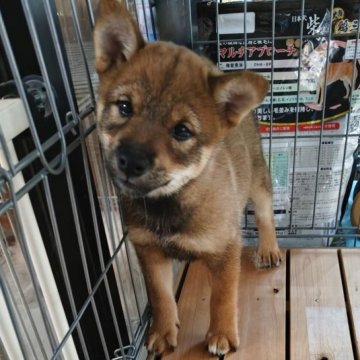 柴犬(標準サイズ)【熊本県・女の子・2025年6月24日・胡麻豆柴】の写真「ちびっこ胡麻豆柴ちゃん」