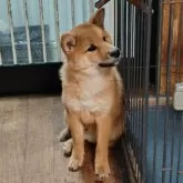 柴犬(標準サイズ)